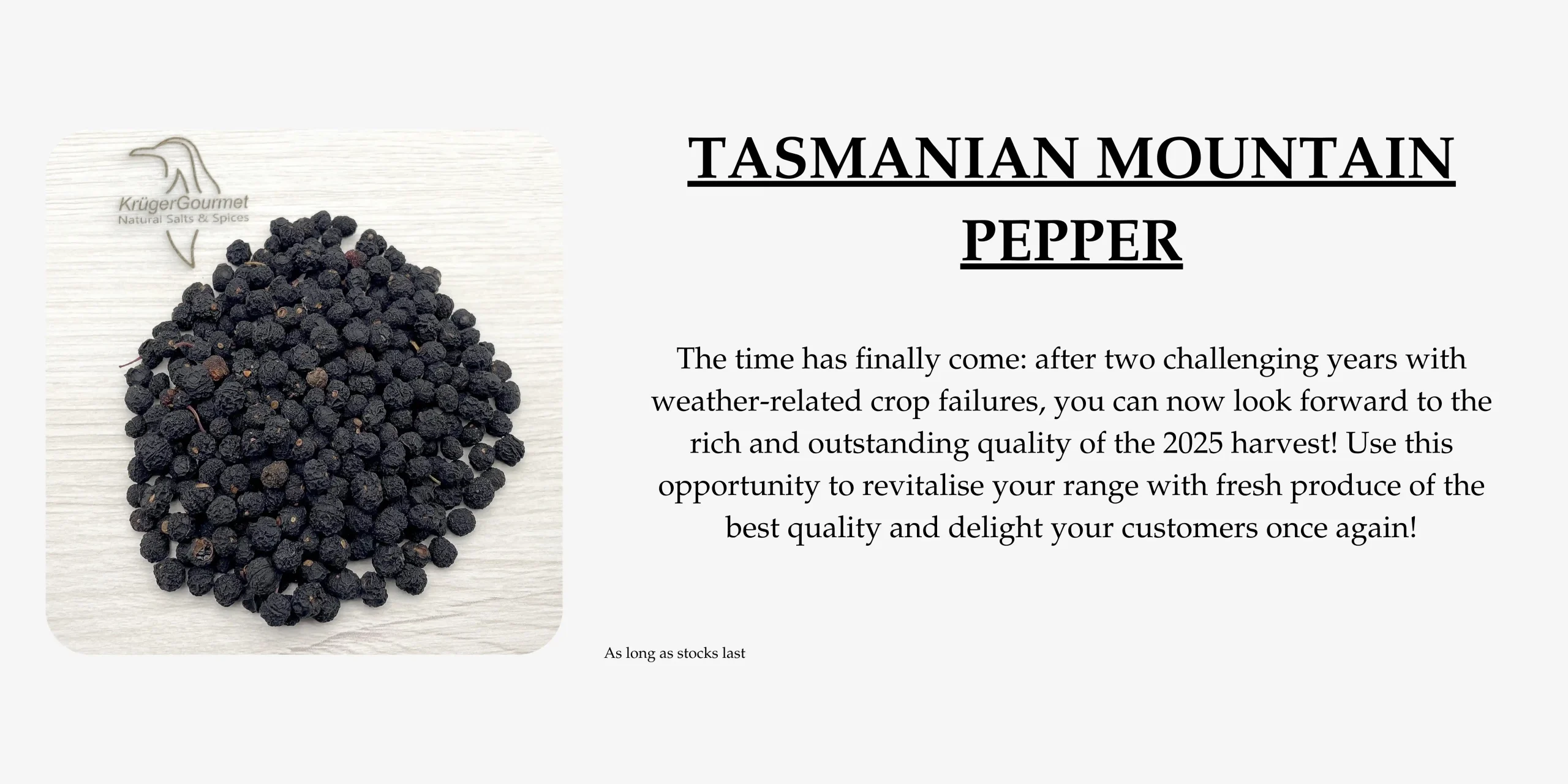 Tasmanian mountain pepper