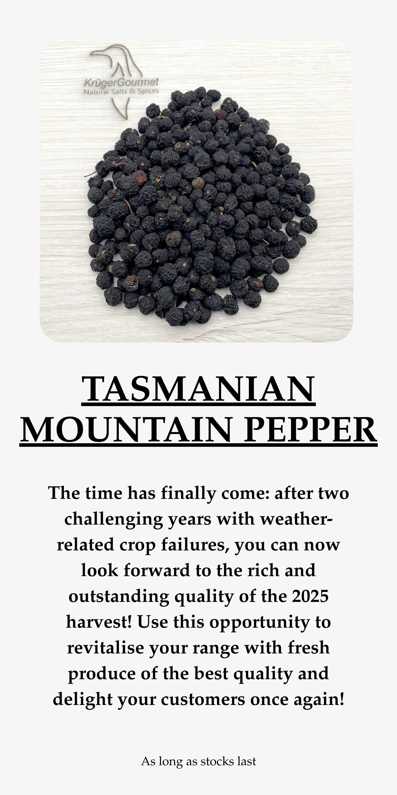 Tasmanian mountain pepper